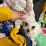 animal, belly_rub, blanket, comfort, couch, cozy, cute, dog, friendly, fur, hand, home, indoor, looking_up, pet, playful, relaxed, resting, white_dog, yellow_sweater