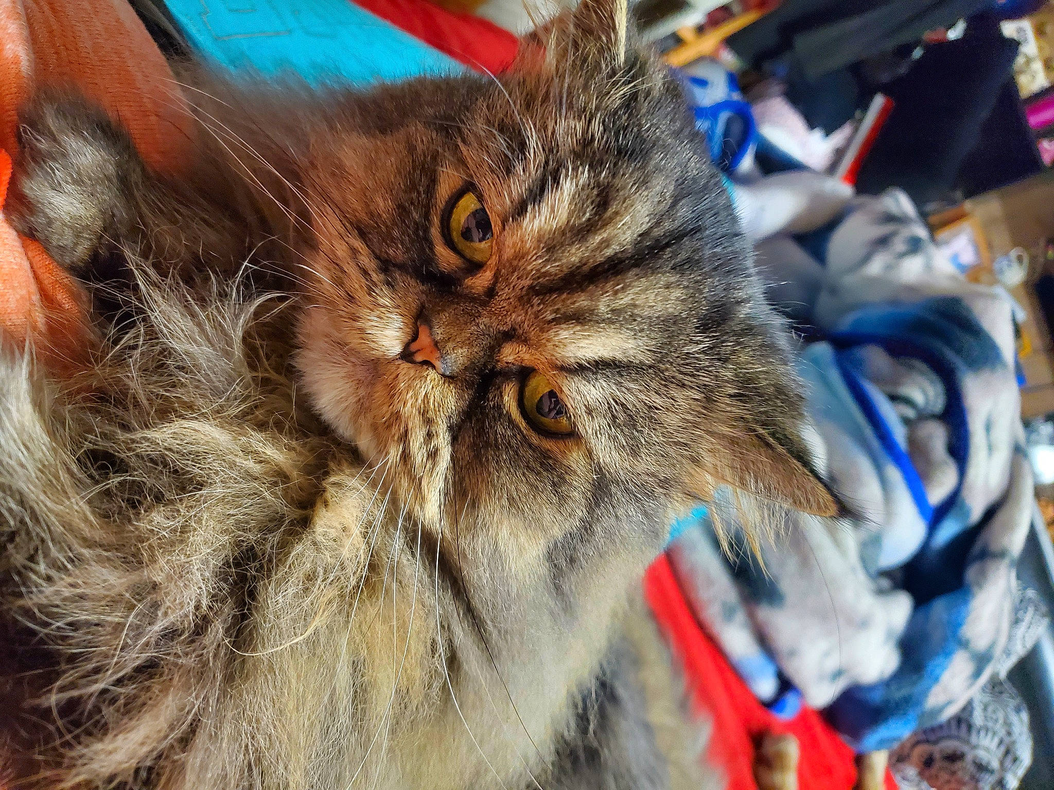 Dudley joined the competition — help win amazing prizes! carnivore, cat, claw, close_up, domestic_short_haired_cat, felidae, fur, maine_coon, paw, siberian, small_to_medium_sized_cats, snout, terrestrial_animal, whiskers