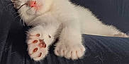 Leo is registered to the contest to win money with this photo: kitten, sleeping, paw, pink_pads, fur, indoor, cat_tree, cozy, resting, cute, pet, animal, feline, closeup, black_fabric, whiskers, tabby, soft, stretching, home