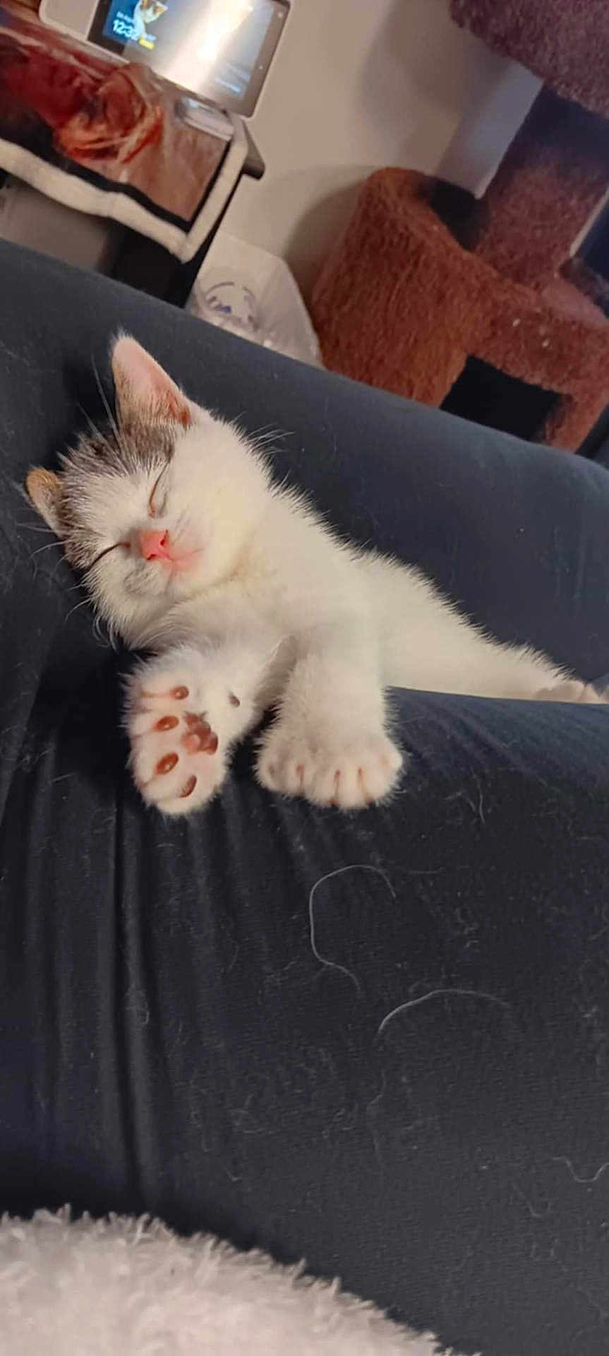 Leo