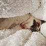 Leo joined the competition — help win amazing prizes! kitten, sleeping, cozy, blanket, white, fur, cute, pet, animal, soft, resting, snuggled, closeup, warm, comfort, peaceful, indoors, domestic, young, feline