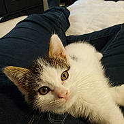 Leo joined the competition — help win amazing prizes! kitten, cat, pet, animal, white_fur, brown_markings, lap, jeans, person, indoor, cozy, furniture, close_up, curious, whiskers, soft_fur, relaxed, looking_at_camera, domestic, cute