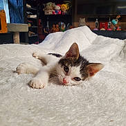 Leo is registered to the contest to win money with this photo: animal, cat, collectibles, comfort, cozy, cute, fur, furniture, home, indoor, kitten, pet, relaxed, resting, shelf, sleepy, soft, toys, white_blanket, young