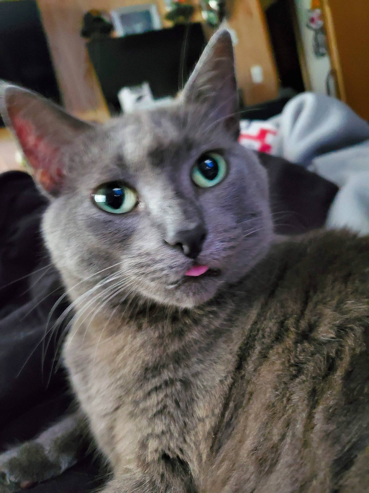 Violet is registered to the contest to win money with this photo: carnivore, cat, domestic_short_haired_cat, felidae, fur, grey, russian_blue, small_to_medium_sized_cats, snout, terrestrial_animal, whiskers, window