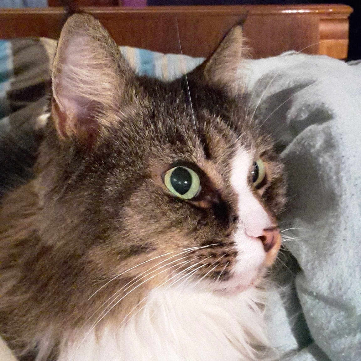Waldo participe au concours pour gagner de l'argent avec cette photo : aegean_cat, asian_semi_longhair, cat, cat_like_mammal, domestic_long_haired_cat, domestic_short_haired_cat, european_shorthair, fauna, fur, kitten, maine_coon, norwegian_forest_cat, ragamuffin, small_to_medium_sized_cats, snout, whiskers