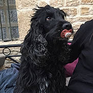 Cooky participe au concours pour gagner de l'argent avec cette photo : american_cocker_spaniel, black_russian_terrier, boykin_spaniel, carnivoran, cockapoo, dog, dog_breed, dog_like_mammal, english_cocker_spaniel, field_spaniel, flat_coated_retriever, mammal, portuguese_water_dog, russian_spaniel, snout, spaniel, sporting_group, vertebrate
