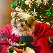 Butters joined the competition — help win amazing prizes! dog, puppy, christmas_tree, ornament, bauble, snowman, red_blanket, cozy, festive, pet, portrait, indoor, decoration, holiday, cute, small_dog, fur, sitting, plush_toy, screenshot