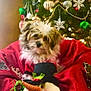 dog, puppy, christmas_tree, ornament, bauble, snowman, red_blanket, cozy, festive, pet, portrait, indoor, decoration, holiday, cute, small_dog, fur, sitting, plush_toy, screenshot