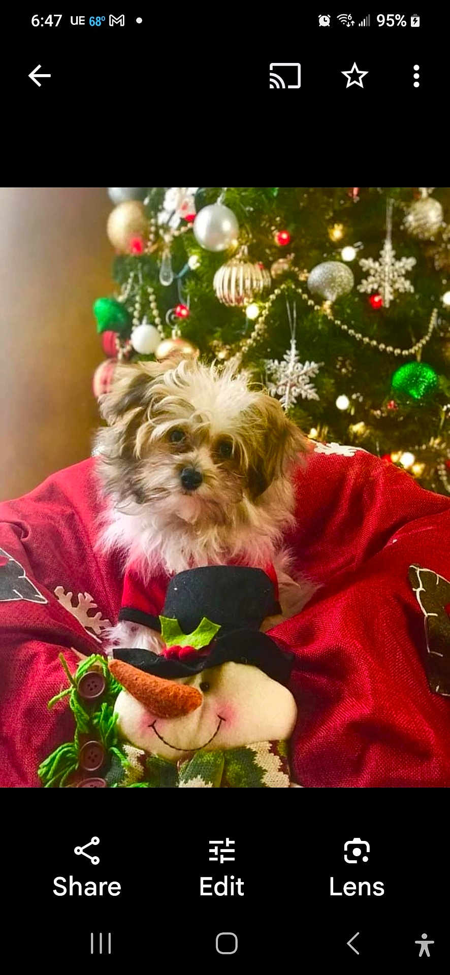 Butters joined the competition — help win amazing prizes! dog, puppy, christmas_tree, ornament, bauble, snowman, red_blanket, cozy, festive, pet, portrait, indoor, decoration, holiday, cute, small_dog, fur, sitting, plush_toy, screenshot
