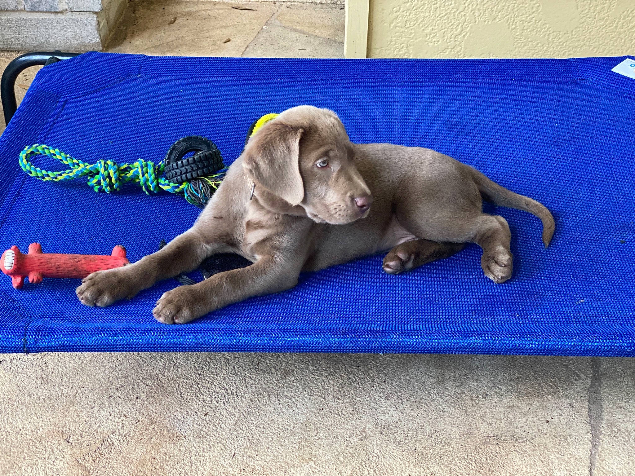 Bogart joined the competition — help win amazing prizes! art, blue, comfort, electric_blue, fawn, flooring, fur, grey, human_leg, linens, rug, sculpture, snout, sporting_group, tail, terrestrial_animal, toy, wood, working_animal, wrinkle