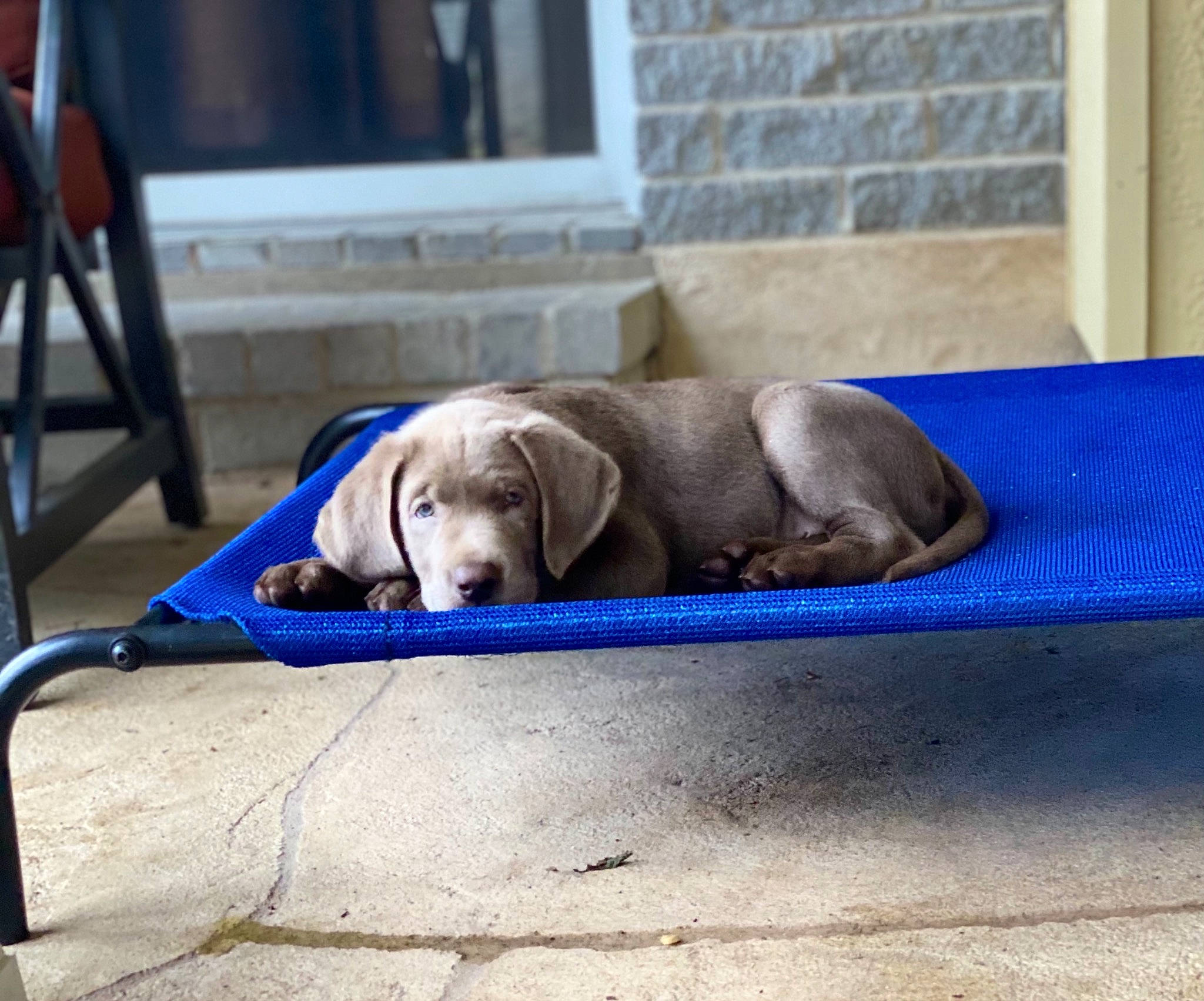 Bogart joined the competition — help win amazing prizes! canidae, carnivore, chair, collar, comfort, companion_dog, dog, dog_breed, dog_collar, dog_supply, electric_blue, fawn, gun_dog, liver, pet_supply, rectangle, sporting_group, terrestrial_animal, working_animal