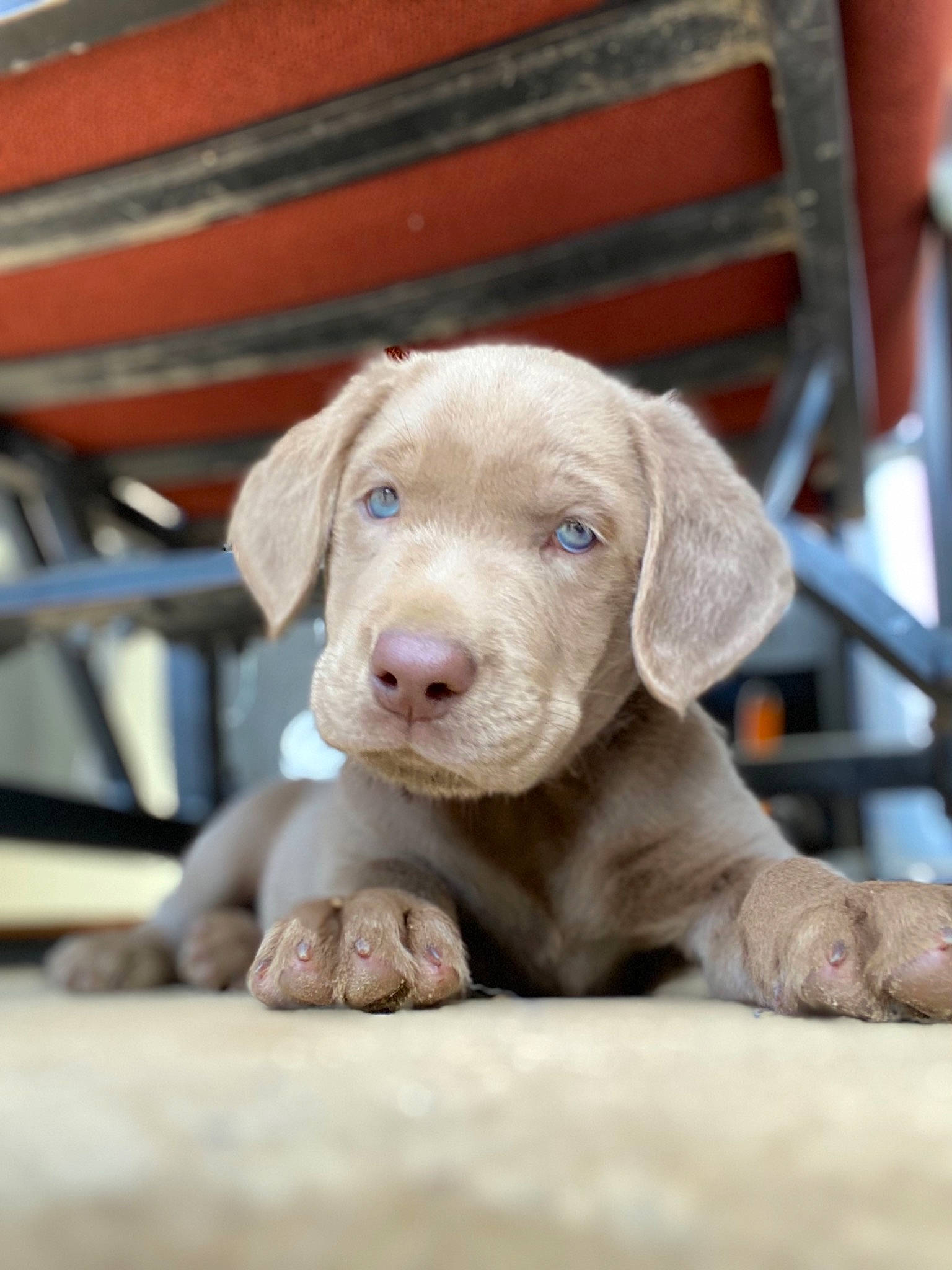 Bogart is registered to the contest to win money with this photo: canidae, carnivore, chair, companion_dog, dog, dog_breed, fawn, german_shorthaired_pointer, gun_dog, hunting_dog, labrador_retriever, liver, pointer, pointing_breed, retriever, snout, sporting_group, terrestrial_animal, whiskers, working_animal