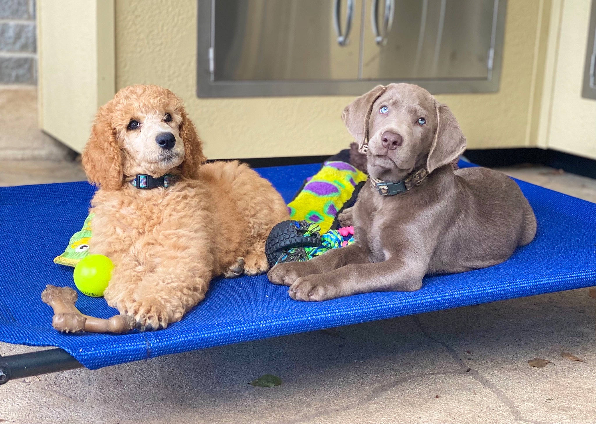 Bogart joined the competition — help win amazing prizes! canidae, carnivore, comfort, companion_dog, dog, dog_breed, dog_collar, dog_supply, fawn, labradoodle, liver, pet_supply, picture_frame, poodle, sporting_group, stuffed_toy, toy, toy_dog, water_dog, working_animal