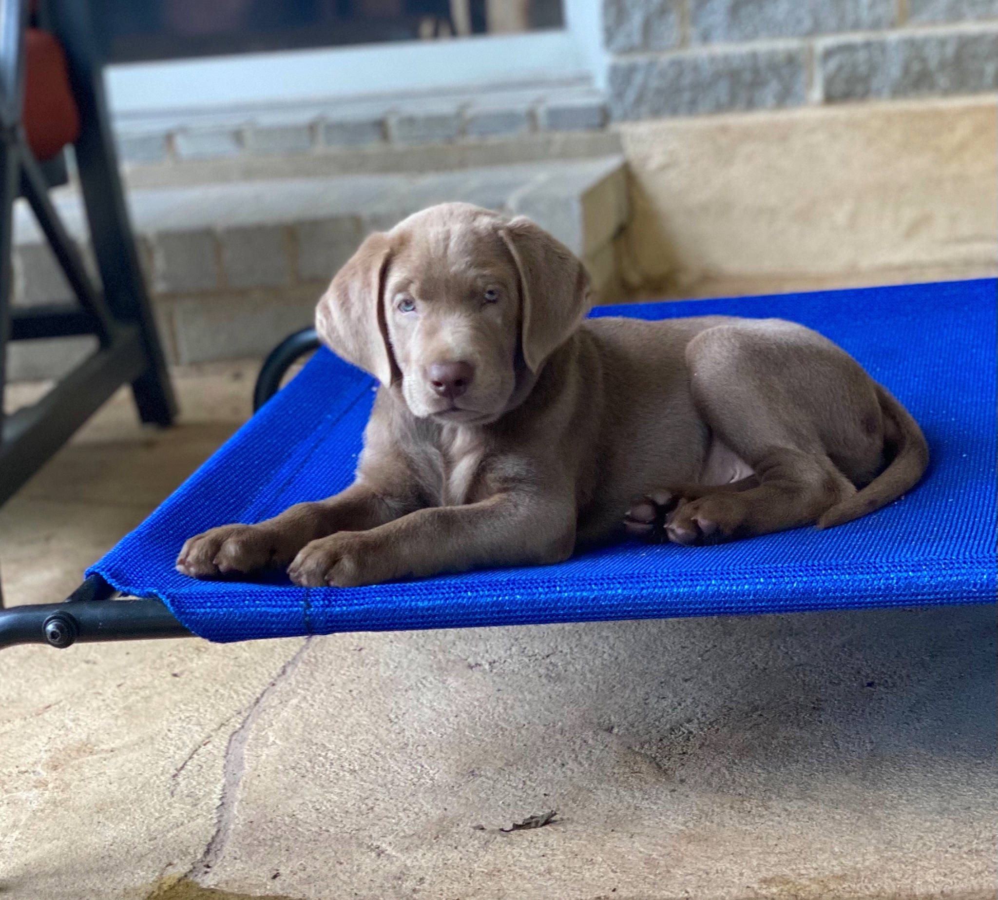 Bogart is registered to the contest to win money with this photo: canidae, carnivore, collar, comfort, companion_dog, dog, dog_breed, dog_collar, dog_supply, electric_blue, fawn, gun_dog, liver, pet_supply, recreation, snout, sporting_group, terrestrial_animal, wood, working_animal