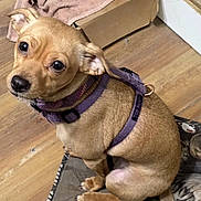 Zoey is registered to the contest to win money with this photo: dog, small_dog, tan_dog, harness, purple_harness, pet, animal, indoor, wooden_floor, mat, cat_print, box, towel, floor, cute, looking_up, sitting, ears, eyes, nose