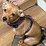 dog, small_dog, tan_dog, harness, purple_harness, pet, animal, indoor, wooden_floor, mat, cat_print, box, towel, floor, cute, looking_up, sitting, ears, eyes, nose