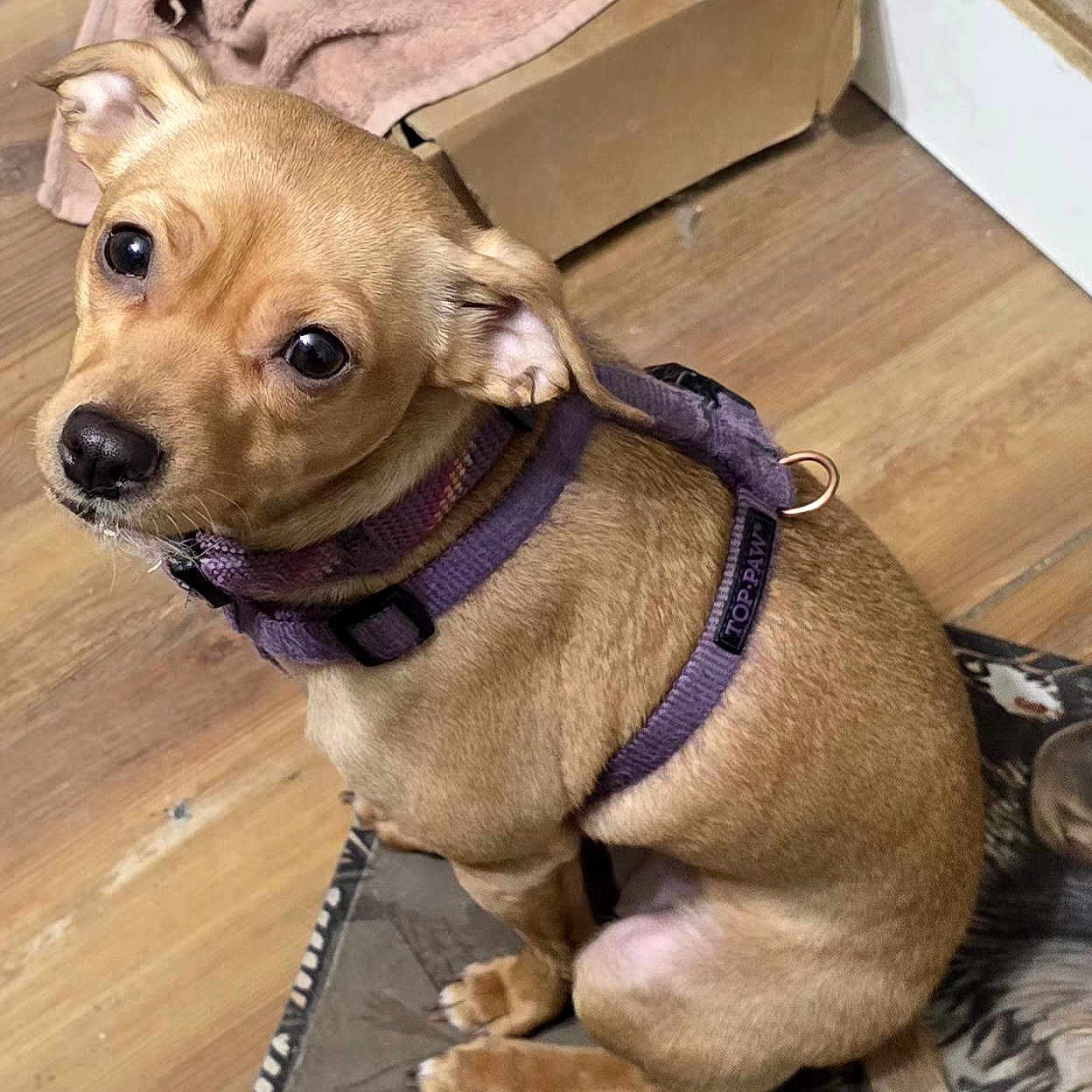 Zoey