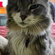 Lucy is registered to the contest to win money with this photo: cat, feline, fluffy, gray, white, indoor, collar, tag, pet, whiskers, close_up, portrait, animal, cute, domestic, one_eye_closed, fur, sitting, cozy, relaxed