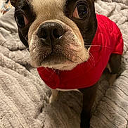 Jerry joined the competition — help win amazing prizes! animal, bed, black_and_white, blanket, boston_terrier, close_up, companion, curious, cute, dog, ears, face, fur, indoor, nose, pet, portrait, red_jacket, small_dog, whiskers