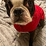 animal, bed, black_and_white, blanket, boston_terrier, close_up, companion, curious, cute, dog, ears, face, fur, indoor, nose, pet, portrait, red_jacket, small_dog, whiskers
