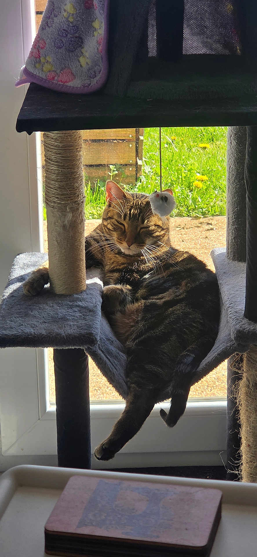 Pépite a rejoint le concours — aidez-le/la à gagner de superbes lots ! cat, tabby_cat, cat_tree, scratching_post, window, glass_door, sunlight, napping, whiskers, paw, toy_mouse, grass, dandelion, indoor, cozy, hammock, vertical_photo, shadow, blanket, fur