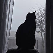 Pépite a rejoint le concours — aidez-le/la à gagner de superbes lots ! cat, silhouette, window, curtain, tree, fog, indoor, pet, sitting, backlit, shadow, fence, house, sky, perch, portrait_orientation, calm, gaze, monochrome, soft_light