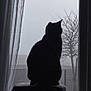 cat, silhouette, window, curtain, tree, fog, indoor, pet, sitting, backlit, shadow, fence, house, sky, perch, portrait_orientation, calm, gaze, monochrome, soft_light