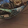 cat, tabby_cat, hammock, tile_floor, wooden_table, green_eyes, paw, whiskers, patterned_fabric, indoor, pet, lounging, stare, cozy, furniture_leg, portrait, relaxed, shadow, close_up, tiles_grout