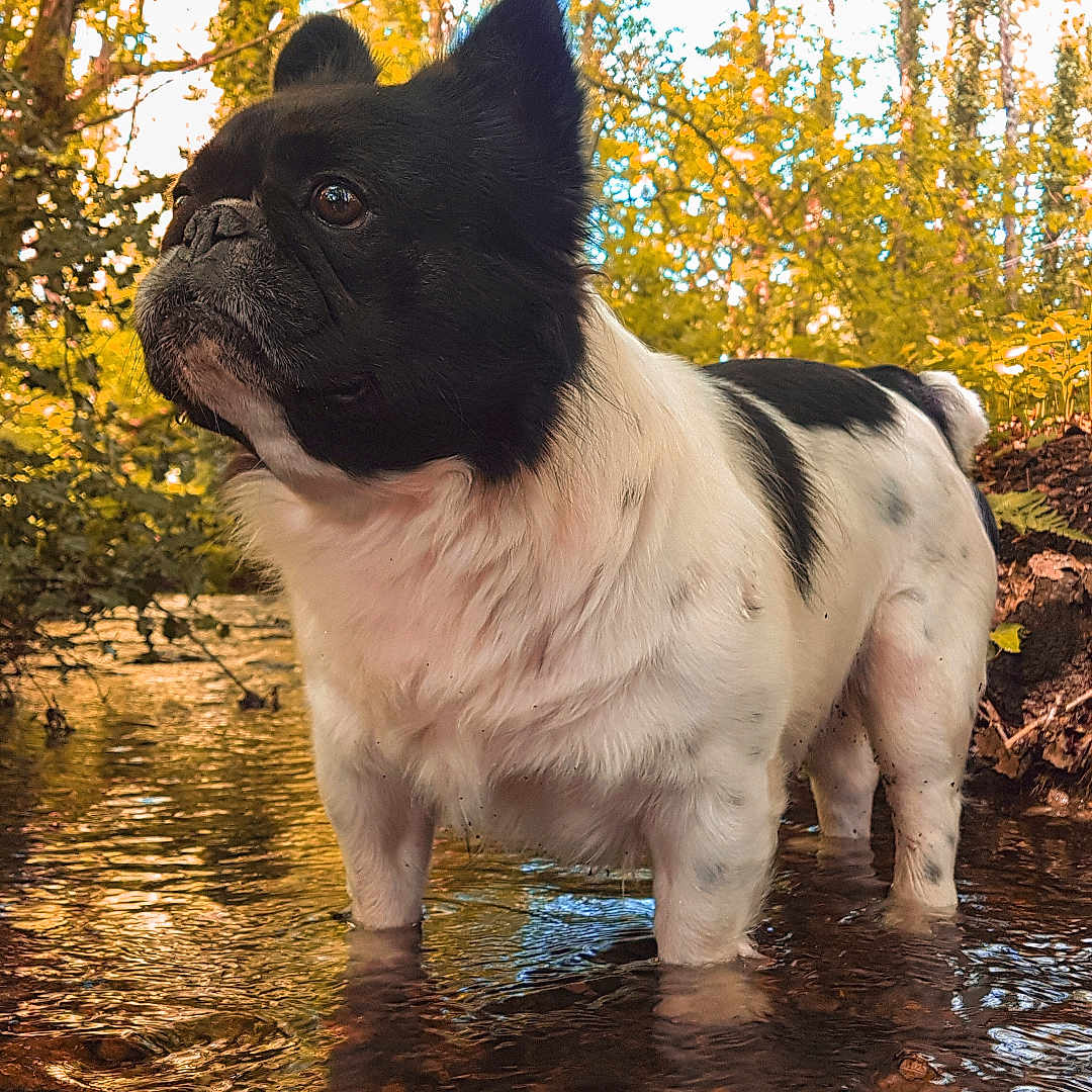 Look participe au concours pour gagner de l'argent avec cette photo : animal, bear, bulldog, canine, creek, dog, frenchbulldog, land, leaf, nature, outdoors, pet, plant, pug, puppy, soil, stream, tree, vegetation, water