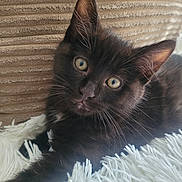 Yoru participe au concours pour gagner de l'argent avec cette photo : animal, black_cat, blanket, closeup, cozy, cute, domestic_cat, feline, fluffy, fur, indoors, kitten, pet, portrait, relaxed, resting, texture, whiskers, yellow_eyes, young