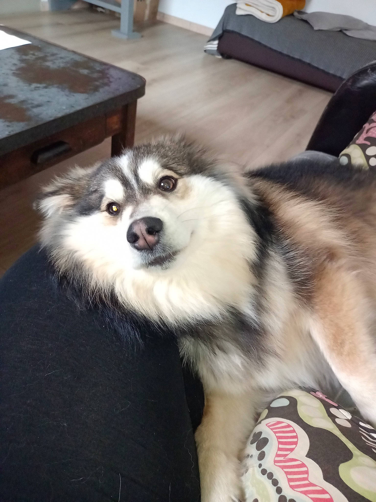 Una participe au concours pour gagner de l'argent avec cette photo : canidae, carnivore, collar, companion_dog, dog, dog_breed, dog_supply, flooring, fur, hardwood, non_sporting_group, pet_supply, snout, sporting_group, terrestrial_animal, whiskers, working_animal, working_dog