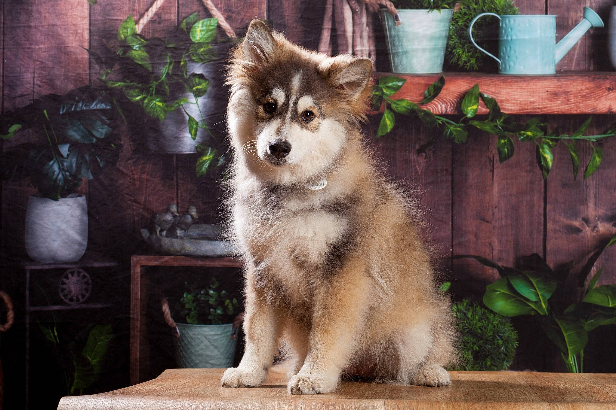 Una a rejoint le concours — aidez-le/la à gagner de superbes lots ! ancient_dog_breeds, canidae, canis, carnivore, companion_dog, dog, dog_breed, fawn, flowerpot, fur, houseplant, plant, sled_dog, snout, sporting_group, terrestrial_animal, whiskers, wildlife, working_animal, working_dog