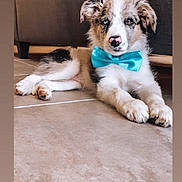 Simba a rejoint le concours — aidez-le/la à gagner de superbes lots ! accessories, animal, ball, bowtie, canine, dog, face, formalwear, head, hound, husky, person, pet, photography, portrait, puppy, sport, tennis, tennisball, tie