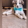 accessories, animal, ball, bowtie, canine, dog, face, formalwear, head, hound, husky, person, pet, photography, portrait, puppy, sport, tennis, tennisball, tie