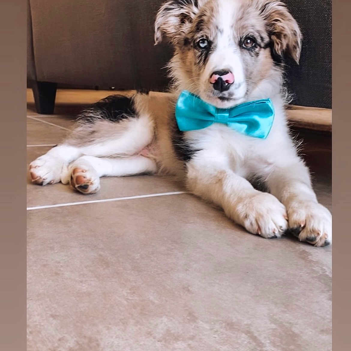 Simba a rejoint le concours — aidez-le/la à gagner de superbes lots ! accessories, animal, ball, bowtie, canine, dog, face, formalwear, head, hound, husky, person, pet, photography, portrait, puppy, sport, tennis, tennisball, tie