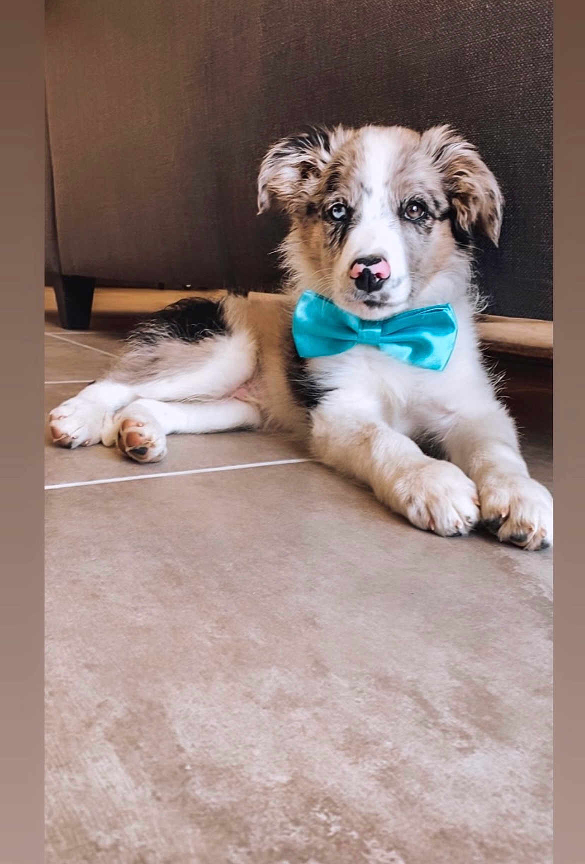 Simba a rejoint le concours — aidez-le/la à gagner de superbes lots ! accessories, animal, ball, bowtie, canine, dog, face, formalwear, head, hound, husky, person, pet, photography, portrait, puppy, sport, tennis, tennisball, tie