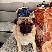 Olaf a rejoint le concours — aidez-le/la à gagner de superbes lots ! dog, pug, pet, bedspread, pattern, gift_bag, decor, furniture, sofa, indoor, animal, cute, brown, black, face, ears, floor, home, cozy, curious