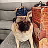 dog, pug, pet, bedspread, pattern, gift_bag, decor, furniture, sofa, indoor, animal, cute, brown, black, face, ears, floor, home, cozy, curious
