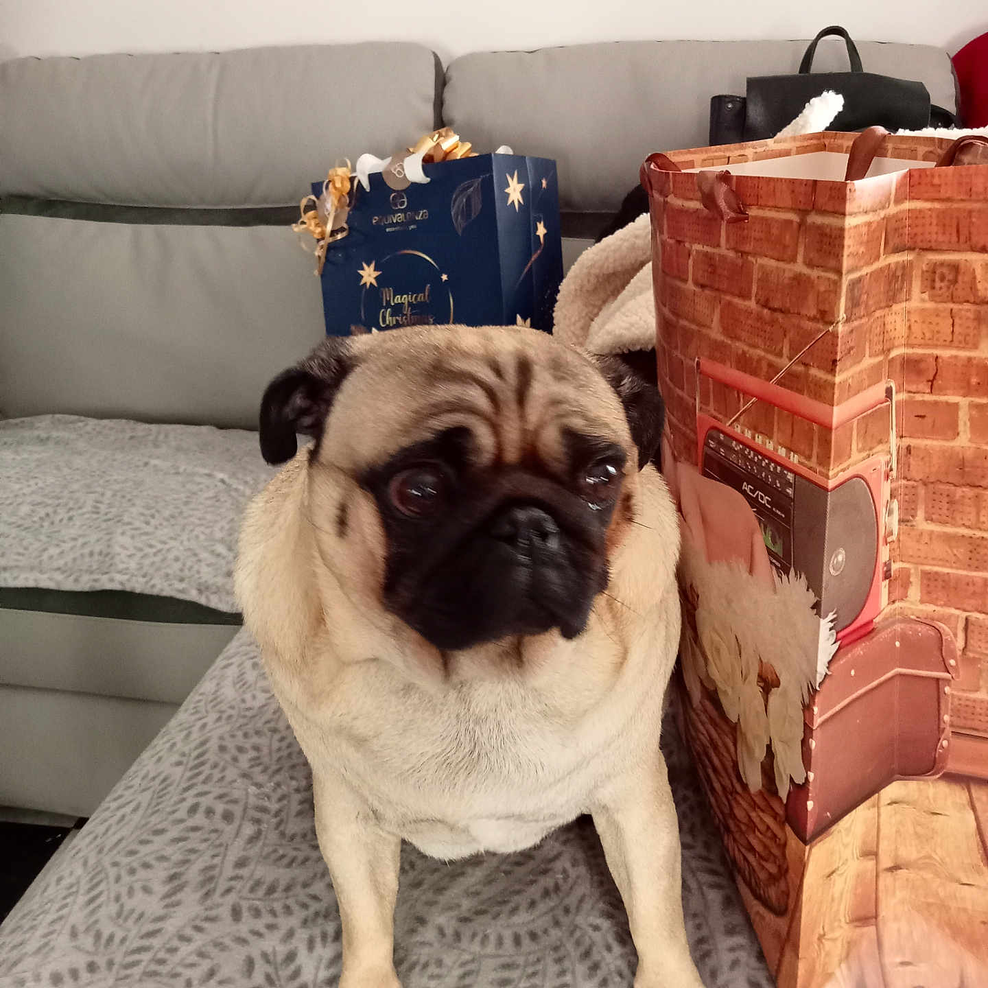 Olaf a rejoint le concours — aidez-le/la à gagner de superbes lots ! dog, pug, pet, bedspread, pattern, gift_bag, decor, furniture, sofa, indoor, animal, cute, brown, black, face, ears, floor, home, cozy, curious