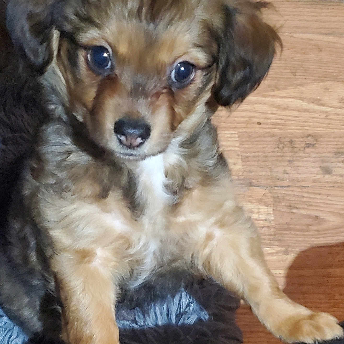 Teddy joined the competition — help win amazing prizes! animal, beagle, canine, chihuahua, cockerspaniel, dog, goldenretriever, hardwood, hound, papillon, pet, poodle, puppy, terrier, wood