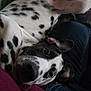 Sparrow a rejoint le concours — aidez-le/la à gagner de superbes lots ! animal, black_and_white, canine, casual, closeup, comfort, companion, cozy, dalmatian, dog, fur, home, human_leg, indoor, lap, lying_down, pet, relaxed, resting, spotted
