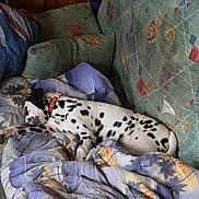 Sparrow a rejoint le concours — aidez-le/la à gagner de superbes lots ! animal, blanket, collar, comfort, couch, cozy, dalmatian, dog, domestic, fur, home, indoor, nap, patterned, pet, puppy, relaxation, resting, sleeping, wood_paneling