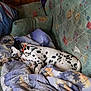 animal, blanket, collar, comfort, couch, cozy, dalmatian, dog, domestic, fur, home, indoor, nap, patterned, pet, puppy, relaxation, resting, sleeping, wood_paneling