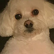 Josh joined the competition — help win amazing prizes! animal, canine, close_up, companion, curly_fur, cute, dog, domestic_animal, ears, face, fluffy, furry, indoor, looking_at_camera, nostrils, pet, portrait, snout, whiskers, white_dog