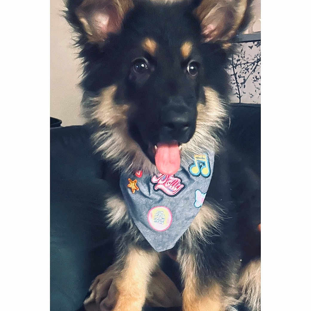 Storm joined the competition — help win amazing prizes! accessories, animal, ball, bandana, bodypart, canine, cockerspaniel, collar, dog, germanshepherd, headband, husky, jewelry, mouth, necklace, person, pet, puppy, sport, tennis