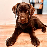 Ainhoa participe au concours pour gagner de l'argent avec cette photo : dog, puppy, labrador, brown, chocolate, indoor, wooden_floor, pet, animal, cute, lying_down, looking_at_camera, ears, nose, paws, flooring, shelf, blurred_background, young, domestic