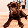 dog, puppy, labrador, brown, chocolate, indoor, wooden_floor, pet, animal, cute, lying_down, looking_at_camera, ears, nose, paws, flooring, shelf, blurred_background, young, domestic