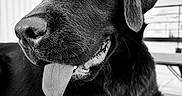 Ainhoa participe au concours pour gagner de l'argent avec cette photo : dog, black_and_white, tongue_out, close_up, pet, animal, fur, canine, portrait, relaxed, laying_down, happy, ears, whiskers, nose, mouth, teeth, outdoor, background, texture