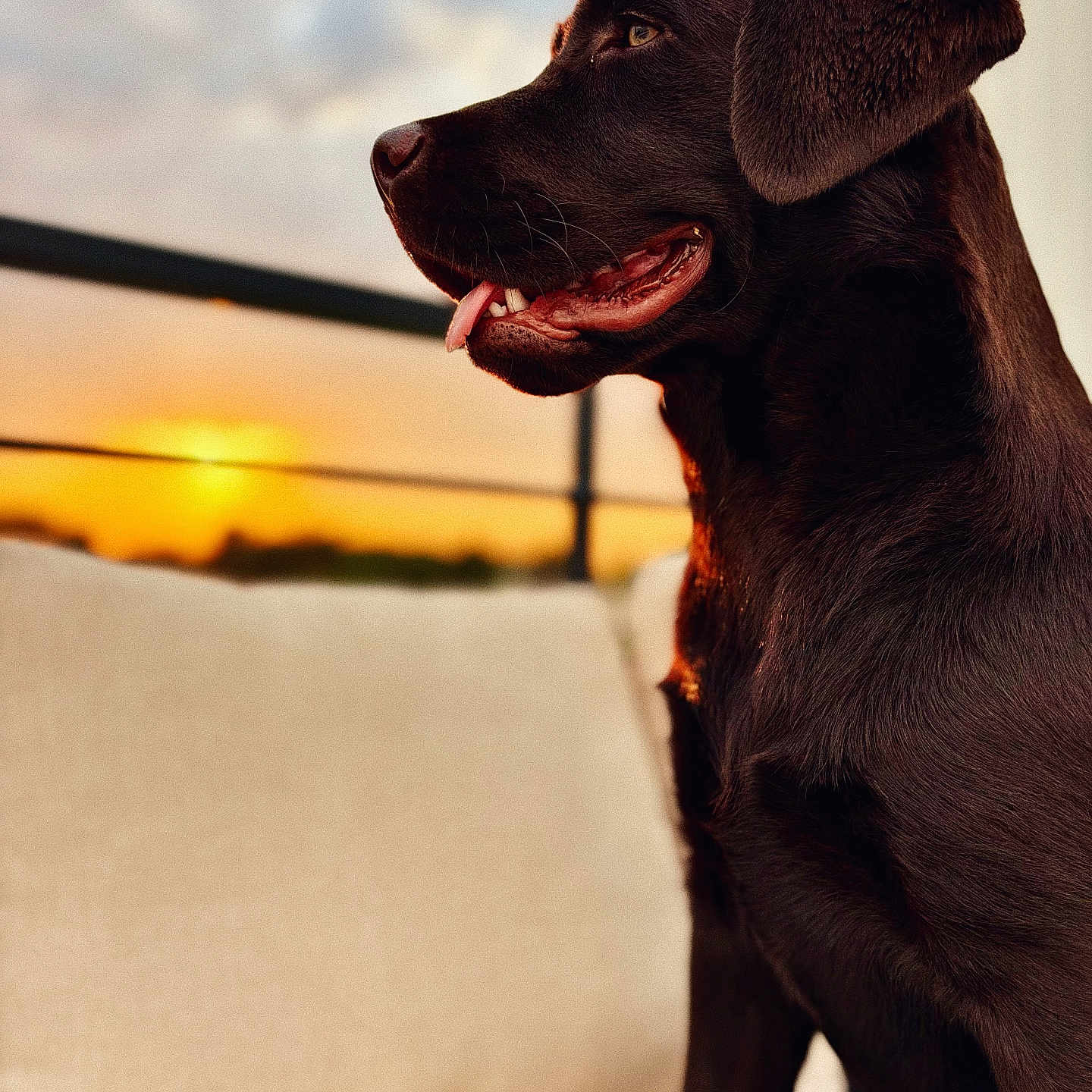 Ainhoa a rejoint le concours — aidez-le/la à gagner de superbes lots ! dog, labrador, chocolate_labrador, pet, animal, sunset, outdoor, couch, beige_couch, fur, tongue_out, side_profile, warm_light, peaceful, relaxed, canine, pet_portrait, domestic_animal, evening, nature