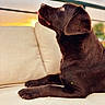 Ainhoa participe au concours pour gagner de l'argent avec cette photo : dog, labrador, puppy, chocolate_labrador, pet, couch, indoor, sunset, tongue_out, cute, animal, fur, canine, relaxed, side_view, portrait, looking_up, soft_light, homedecor, cozy